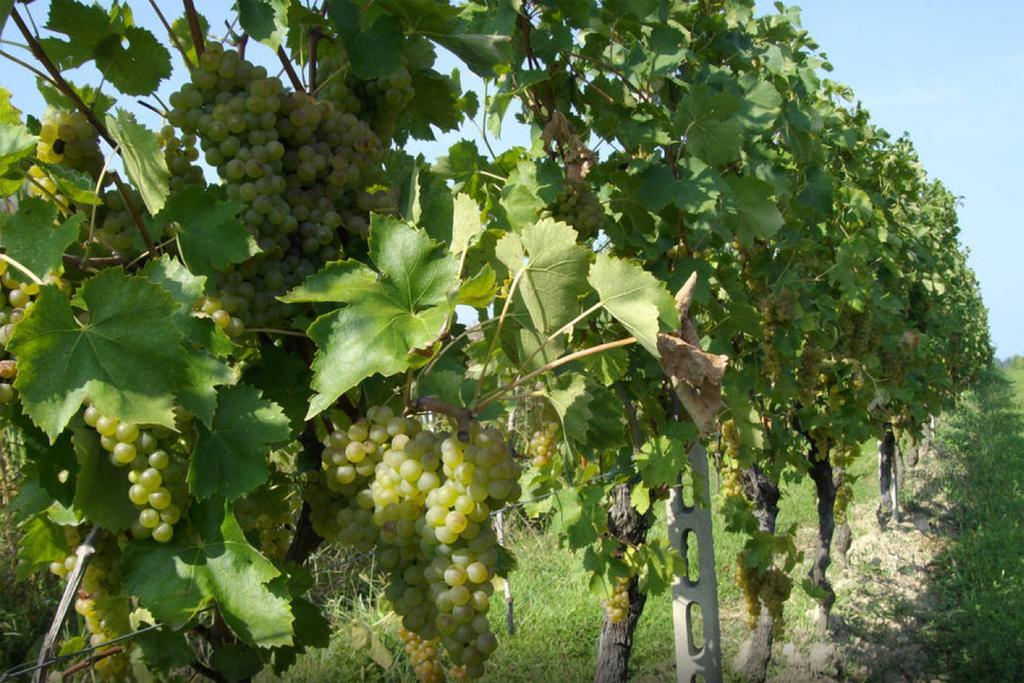 Cascina Tabachera X10 Country House Sirmione Garda Lake Pozzolengo Zewnętrze zdjęcie